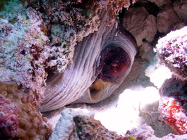An octopus hides well, but Wendy still got the shot (Photo by Wendy Wood)