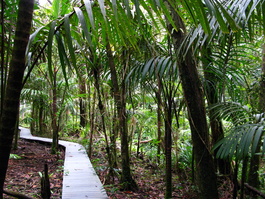 The boardwalk through the jungle (listen)