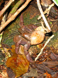Land hermit crab