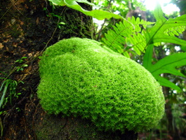 An interesting tuft of moss