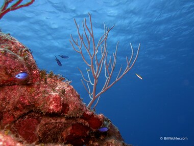 Coral, fish, and water surface