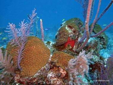 Undersea still life
