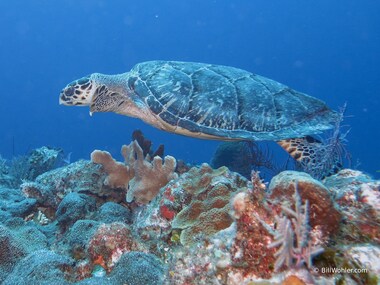 A hawksbill sea turtle cruises over the reef (Eretmochelys imbricata)