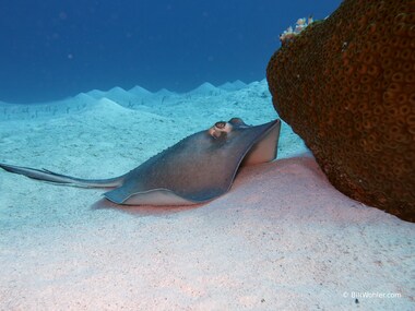 This southern stingray enjoys a cleaning (Dasyatis americana)