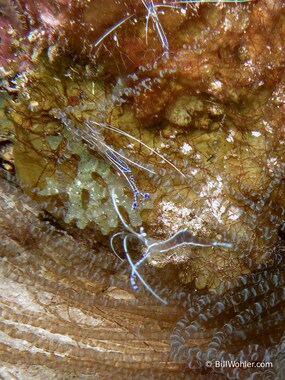 A group of Pederson cleaner shrimp wait for customers (Ancylomenes pedersoni)