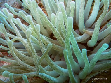 Giant anemone (Condylactis gigantea)