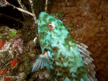 An unidentified parrotfish (Sparisoma)
