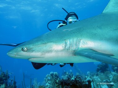 Lori checks out this reef shark up close (Carcharhinus perezii)