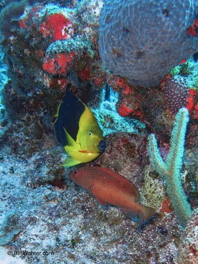 A rock beauty and a coney hang out (Holacanthus tricolor) (Cephalopholis fulva)