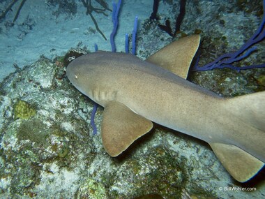 It's hunting hour for this nurse shark (Ginglymostoma cirratum)