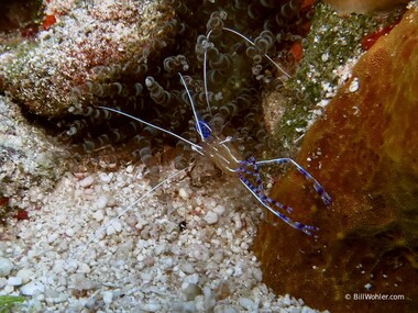 Looks like this Pederson cleaner shrimp is carrying a brood of eggs near its common host, the corkscrew anemone (Ancylomenes pedersoni) (Bartholomea annulata)