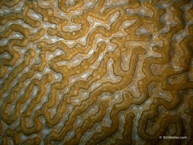 Brain coral detail