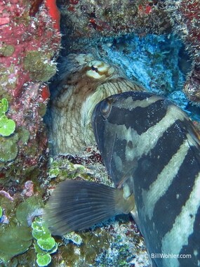 This Nassau grouper appears to be kissing the common octopus (Epinephelus striatus) (Octopus vulgaris)
