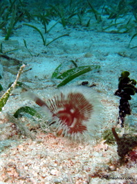 And a feather duster worm