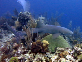 It's unusual to see a nurse shark swimming (Ginglymostoma cirratum)