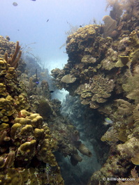 Dramatic sand channels punctuate the reef