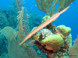 Atlantic trumpetfish (Aulostomus maculatus)