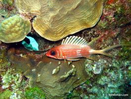 Longspine squirrelfish (Holocentrus rufus)