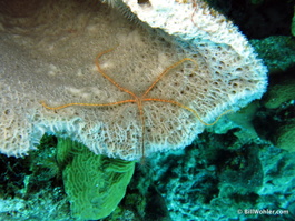 Sponge brittlestar (Ophiothrix suensoni)