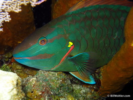 Stoplight parrotfish (Sparisoma viruses)