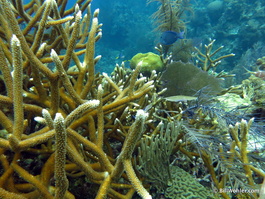Some healthy looking staghorn coral