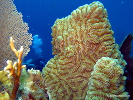 Beautiful hard corals