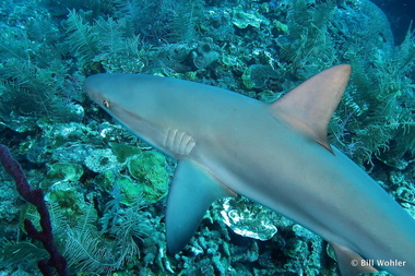 Reef shark cruises just underneath (Carcharhinus perezii)