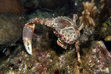 Clinging channel crab (Mithrax spinosissimus)