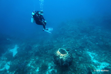 Paul hovers above a giant barrel sponge (Xestospongia muta)