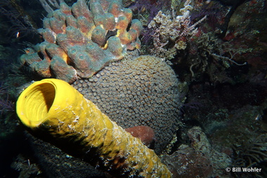 Tube sponge (Aplysina fistularis)