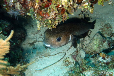 Spotfin burrfish (Chilomycterus reticulatus)