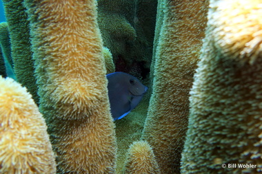 A blue tang hides within the pillar coral (Dendrogyra cylindrus, Acanthurus coeruleus)