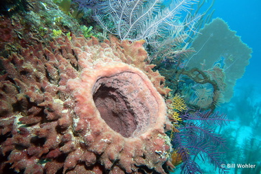 Colorful giant barrel sponge and sea plumes (Xestospongia muta)