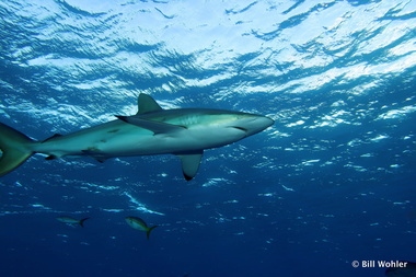 Silky shark (Carcharhinus falciformis)