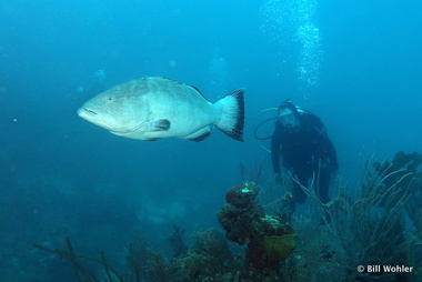 Lori checks out the black grouper (Mycteroperca bonaci)