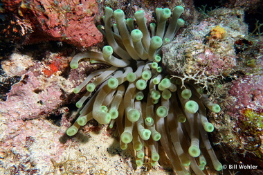 Giant anemone (Los mogotes Condylactis gigantea)