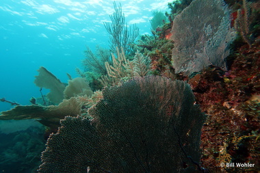 Lots of sea fans (Gorgonia ventalina)