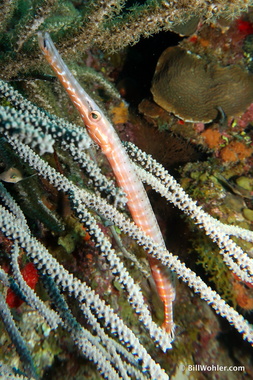 Atlantic trumpetfish (Aulostomus maculatus)