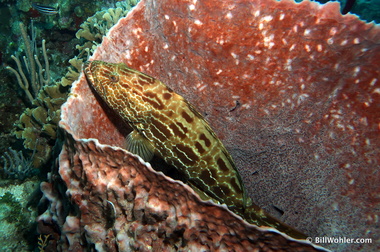 Black grouper (Mycteroperca bonaci)