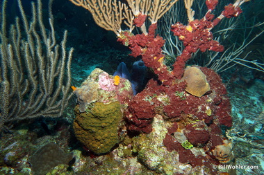 Coral and encrusting sponges