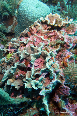 These plate corals have some pink stuff growing in them