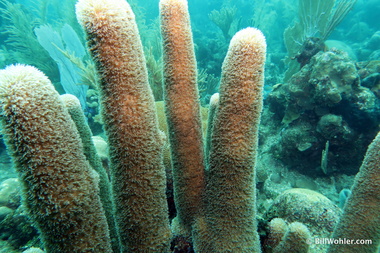 Pillar coral (Dendrogyra)