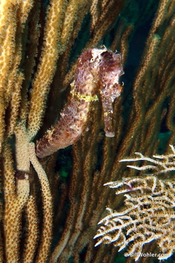 First of many longsnout seahorses (Hippocampus-reidi) seen on this trip