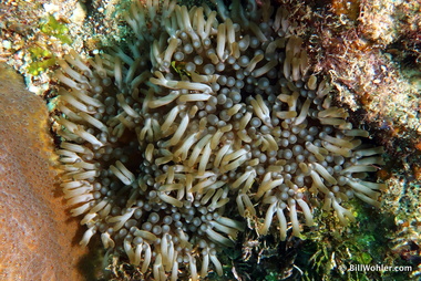 Can you see the squat anemone shrimp in this branching anemone (Lebrunia danae)?