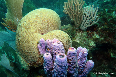 Brain coral and sponges