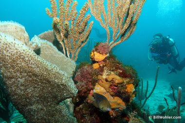 Corals, sponges, and Wanda