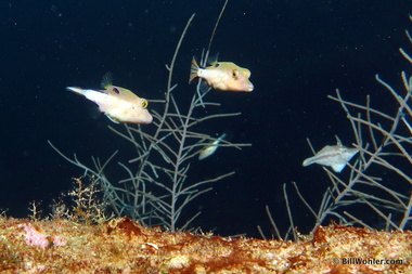 We saw these sharpnose puffers (Canthigaster rostrata) everywhere on every dive