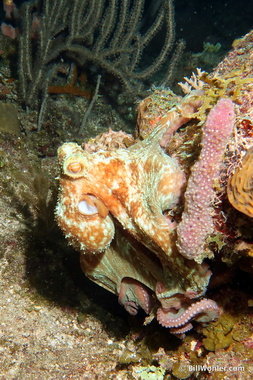 Caribbean reef octopus (Octopus briareus)