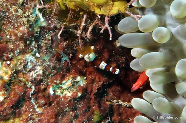 Squat anemone shrimp (Thor amboinensis) with a small crab nearby?