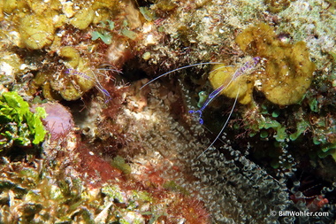 Pederson cleaner shrimp (Ancylomenes pedersoni)